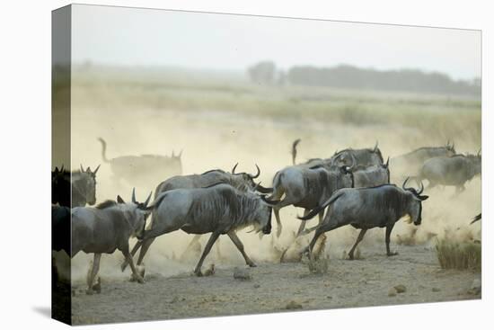 Kenya, Amboseli National Park, Wildebeest Running at Sunset-Anthony Asael-Premier Image Canvas