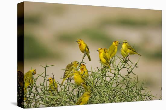 Kenya, Amboseli National Park, Yellow Canary or Weaver-Anthony Asael-Premier Image Canvas