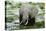 Kenya, Amboseli NP, Elephants in Wet Grassland in Cloudy Weather-Anthony Asael-Premier Image Canvas