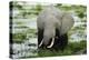 Kenya, Amboseli NP, Elephants in Wet Grassland in Cloudy Weather-Anthony Asael-Premier Image Canvas