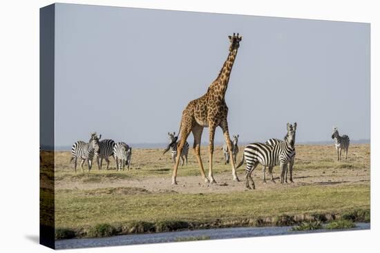 Kenya, Amboseli NP, Maasai Giraffe with Burchell's Zebra at Water Hole-Alison Jones-Premier Image Canvas