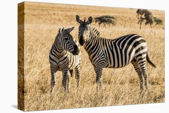 Kenya, Chyulu Hills, Mbirikani, Pair of Burchell's Zebra-Alison Jones-Premier Image Canvas