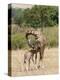 Kenya, Giraffe, mother, baby feeding-George Theodore-Premier Image Canvas