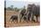 Kenya, Kajiado County, Amboseli National Park. a Family of African Elephants on the Move.-Nigel Pavitt-Premier Image Canvas