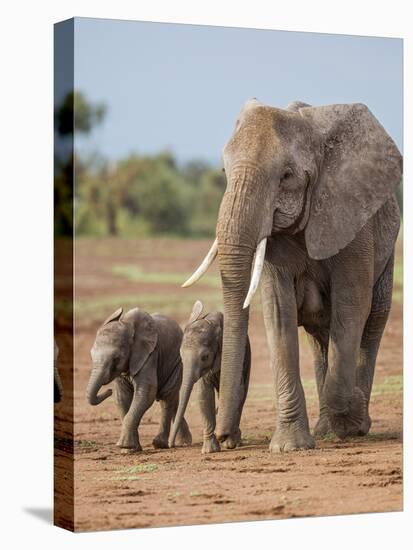 Kenya, Kajiado County, Amboseli National Park. a Female African Elephant with Two Small Babies.-Nigel Pavitt-Premier Image Canvas