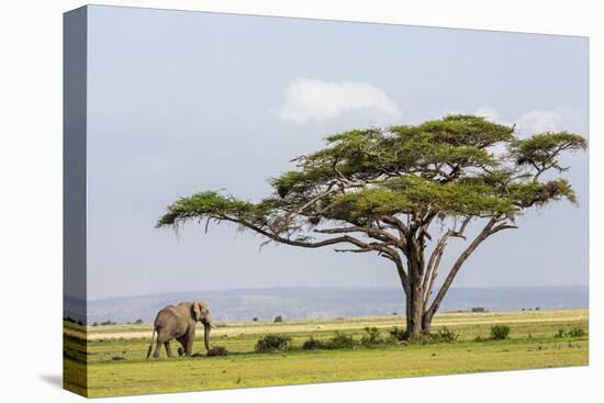 Kenya, Kajiado County, Amboseli National Park. an African Elephant Approaches a Large Acacia Tree.-Nigel Pavitt-Premier Image Canvas