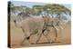 Kenya, Kajiado County, Amboseli National Park. Two African Elephants Moving Fast.-Nigel Pavitt-Premier Image Canvas