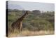 Kenya, Laikipia, Il Ngwesi, Reticulated Giraffe in the Bush-Anthony Asael-Premier Image Canvas