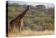 Kenya, Laikipia, Il Ngwesi, Reticulated Giraffe in the Bush-Anthony Asael/Art in All of Us-Premier Image Canvas