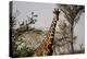 Kenya, Laikipia, Il Ngwesi, Reticulated Giraffes in the Bush-Anthony Asael-Premier Image Canvas