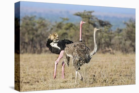 Kenya, Laikipia, Laikipia County. a Pair of Common Ostriches. the Cock Is in Mating Plumage.-Nigel Pavitt-Premier Image Canvas