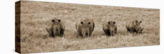 Kenya, Laikipia, Lewa Downs; a Group of White Rhinoceros Feed Together-John Warburton-lee-Premier Image Canvas