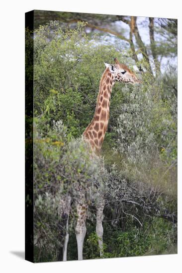 Kenya, Lake Nakuru National Park, Giraffe Eating from the Tree-Anthony Asael-Premier Image Canvas