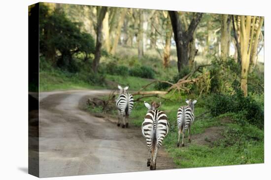 Kenya, Lake Nakuru National Park, Rear View on 3 Zebras at Sunset-Anthony Asael-Premier Image Canvas