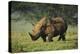 Kenya, Lake Nakuru NP, White Rhinoceros or Square-Lipped Rhinoceros-Anthony Asael-Premier Image Canvas