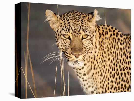 Kenya, Leopard, head shot-George Theodore-Premier Image Canvas