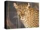 Kenya, Leopard, head shot-George Theodore-Premier Image Canvas