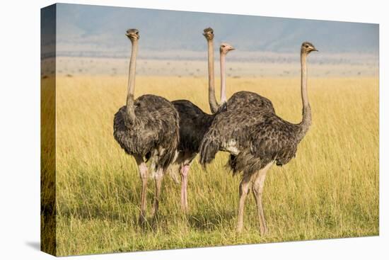 Kenya, Maasai Mara, Mara Triangle, Female Masai Ostrich-Alison Jones-Premier Image Canvas