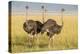 Kenya, Maasai Mara, Mara Triangle, Female Masai Ostrich-Alison Jones-Premier Image Canvas