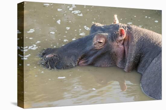 Kenya, Maasai Mara, Mara Triangle, Hippopotamus in Mara River-Alison Jones-Premier Image Canvas