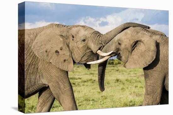 Kenya, Maasai Mara, Mara Triangle, Mara River Basin, African Elephant-Alison Jones-Premier Image Canvas