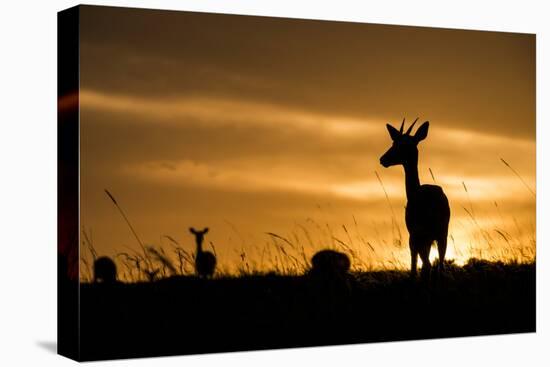 Kenya, Maasai Mara, Mara Triangle, Mara River Basin, Impalas at Sunset-Alison Jones-Premier Image Canvas
