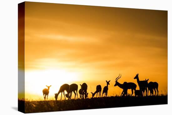 Kenya, Maasai Mara, Mara Triangle, Mara River Basin, Impalas at Sunset-Alison Jones-Premier Image Canvas