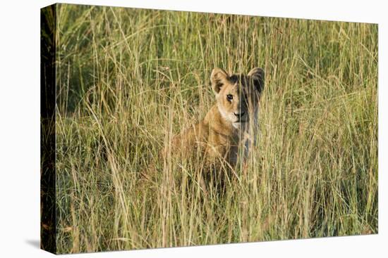 Kenya, Maasai Mara, Mara Triangle, Mara River Basin, Lion Cubs-Alison Jones-Premier Image Canvas