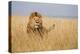 Kenya, Maasai Mara, Mara Triangle, Mara River Basin, Lion in the Grass-Alison Jones-Premier Image Canvas