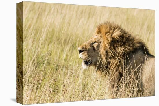 Kenya, Maasai Mara, Mara Triangle, Mara River Basin, Lion in the Grass-Alison Jones-Premier Image Canvas