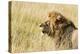 Kenya, Maasai Mara, Mara Triangle, Mara River Basin, Lion in the Grass-Alison Jones-Premier Image Canvas