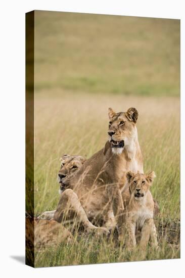 Kenya, Maasai Mara, Mara Triangle, Mara River Basin, Lioness with Cubs-Alison Jones-Premier Image Canvas