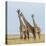 Kenya, Maasai Mara, Mara Triangle, Mara River Basin, Maasai Giraffe-Alison Jones-Premier Image Canvas