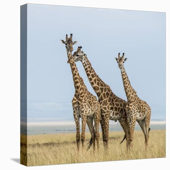 Kenya, Maasai Mara, Mara Triangle, Mara River Basin, Maasai Giraffe-Alison Jones-Premier Image Canvas