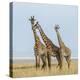 Kenya, Maasai Mara, Mara Triangle, Mara River Basin, Maasai Giraffe-Alison Jones-Premier Image Canvas