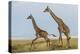 Kenya, Maasai Mara, Mara Triangle, Mara River Basin, Maasai Giraffe-Alison Jones-Premier Image Canvas