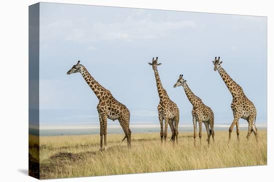 Kenya, Maasai Mara, Mara Triangle, Mara River Basin, Maasai Giraffe-Alison Jones-Premier Image Canvas