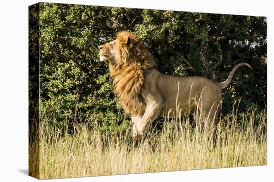 Kenya, Maasai Mara, Mara Triangle, Mara River Basin, Male Lion-Alison Jones-Premier Image Canvas