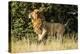 Kenya, Maasai Mara, Mara Triangle, Mara River Basin, Male Lion-Alison Jones-Premier Image Canvas