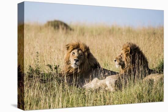 Kenya, Maasai Mara, Mara Triangle, Mara River Basin, Two Lions-Alison Jones-Premier Image Canvas