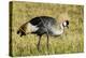 Kenya, Maasai Mara, Mara Triangle, Pair of Grey Crowned Crane-Alison Jones-Premier Image Canvas