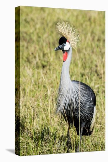 Kenya, Maasai Mara, Mara Triangle, Pair of Grey Crowned Crane-Alison Jones-Premier Image Canvas