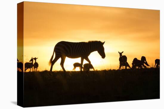 Kenya, Maasai Mara, Mara Triangle, Zebras and Impala at Sunset-Alison Jones-Premier Image Canvas