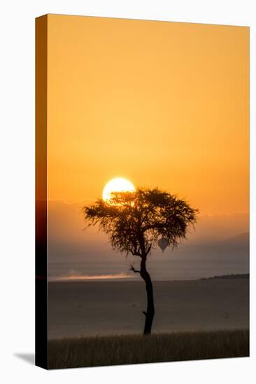 Kenya, Maasai Mara, Sunrise Behind Balanites Tree and Hot Air Balloon-Alison Jones-Premier Image Canvas