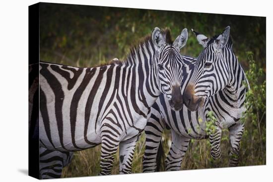 Kenya, Maasai Mara, Zebras Putting Their Heads Together-Hollice Looney-Premier Image Canvas