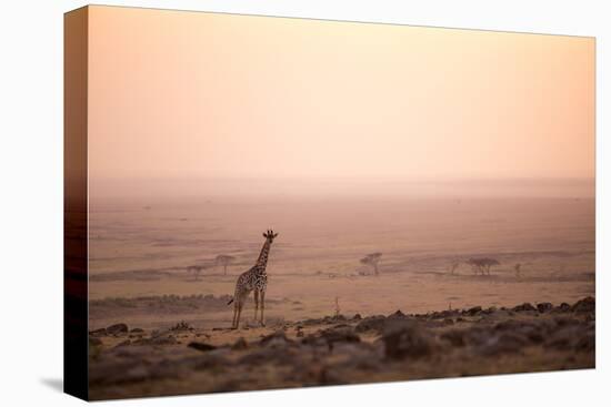 Kenya, Mara North Conservancy. a Young Giraffe with Never Ending Plains of Maasai Mara Behind-Niels Van Gijn-Premier Image Canvas