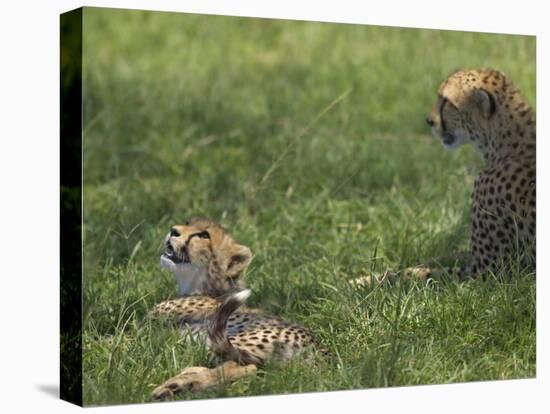 Kenya, Masai Mara; a Cheetah Cub Remains Watchful Even When Lying in the Shade-John Warburton-lee-Premier Image Canvas