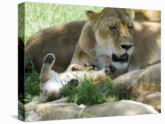 Kenya, Masai Mara; a Lion Cub Paws its Mother's Face in the Shade of a Tree at Midday-John Warburton-lee-Premier Image Canvas