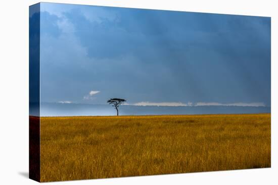 Kenya, Masai Mara, Lone tree-George Theodore-Premier Image Canvas