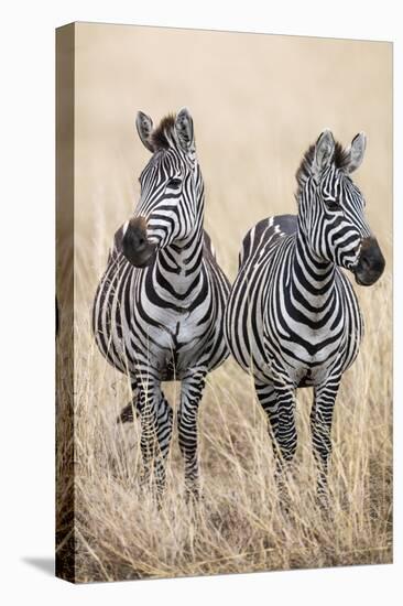 Kenya, Masai Mara, Narok County. Two Common Zebras on the Dry Grasslands of Masai Mara.-Nigel Pavitt-Premier Image Canvas